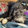 emma_loves_pups